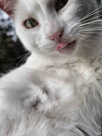 Close-up of a cheeky white cat