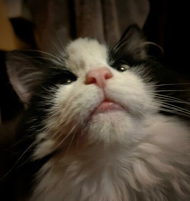 Close-up of a curious Fluffy McPuff - a longhair black and white straycat