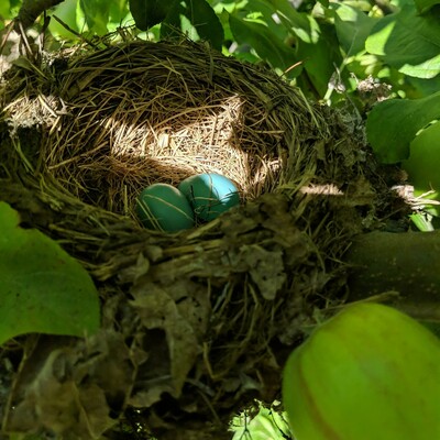 A bird nest with two bright blue eggs. It is lined with fine grass surrounded by grass stems and twigs. It is in an apple tree about 7 feet off the ground. There is a green apple in the lower right of the photo.