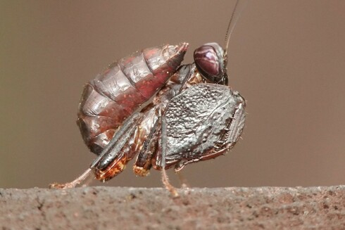Side view of a tiny dark brown mantis. Its legs are held close to the body. It has greatly enlarged forelegs. The abdomen is curled upwards, over the body, with the tip close to the head.