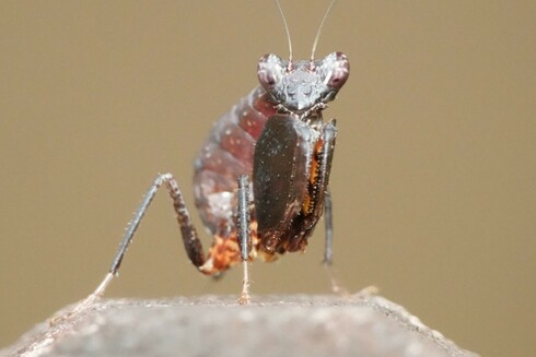 Same description as first image. The mantis has turned to face me, looking directly at the camera.