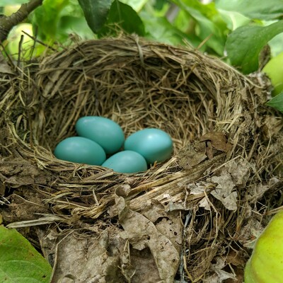Blue bird eggs in a nest.