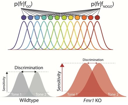 Top: Schematic of Bayesian decoding from a simulated network of tonotopically organized neurons whose tuning parameters are derived from the population data recorded from the auditory cortex (ACx) or inferior colliculus (IC) of either WT or Fmr1 KO rats. Bottom: Schematic summarizing results. Cortical gain enhancement in FXS may act to preserve signal-to-noise ratios and signal detection threshold at the expense of sound sensitivity and fine feature discrimination.