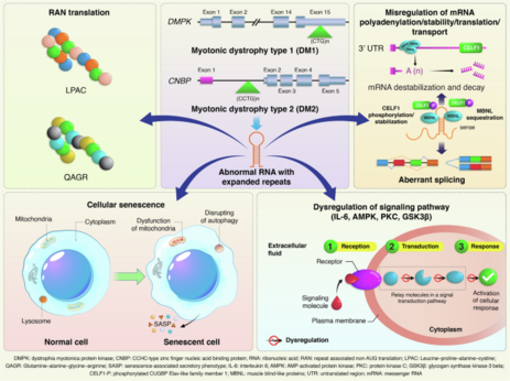 Molecular genetics of myotonic dystrophy and the evolution of therapeutic approaches