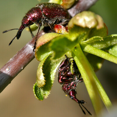 Two Involvulus cupreus examine an open flower bud on the branch of a cherry tree. The weevils are shiny and metallic, deep red in color.
