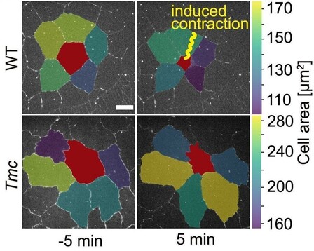 Experiment with contraction triggered by an optical stimulus of a cell (red) in tissues – results shown with force sensors (top) and then what happens when they are genetically turned off (bottom). The results showed that with force sensors, the surrounding cells contract more strongly than without. Scale bar: 0.001 Millimeter. Image thanks to: P. Richa, M. Häring et al. DOI: 10.1016/j.cub.2025.03.066
