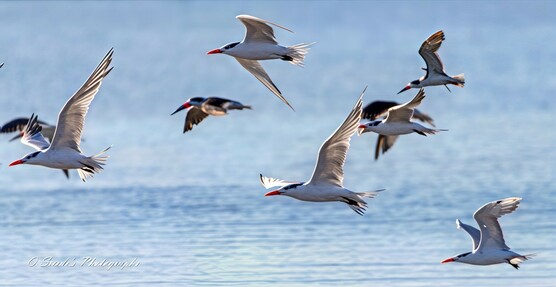 Skimmers and Royals in Midair Accord

"A flurry of wings cuts across a backdrop of soft, blue-gray water—smooth as brushed steel. In the frame, royal terns (Thalasseus maximus) and black skimmers (Rynchops niger) take to the air in a moment of shared flight. The royal terns flash white and ash with crisp black caps and striking orange beaks, their wings stretched high in graceful arcs, like calligraphic strokes in motion. Skimmers twist alongside them, sleek and slightly darker—dressed in a tuxedo of black and white with bold, red-tipped mandibles that almost look painted on.

Their wingbeats are staggered, some birds gliding, others just lifting off, creating a layered rhythm of motion. There’s a hushed energy in their formation—not quite chaos, not quite order—just the shared momentum of shorebirds lifted by coastal wind. The ocean reflects their forms faintly, like ghosts following the living across a muted mirror." - Copilot