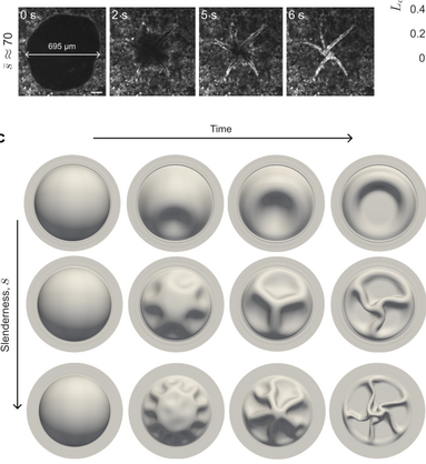 Buckling of an epithelial dome under suction pressure. Experiments and now simulations.