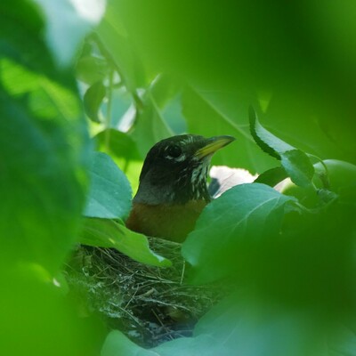 A photo of an American Robin on it's nest. The photo was taken through gaps in the tree leaves. She is facing to the right beak slightly up. Black head with white markings, rusty red breast, and yellow with black beak.