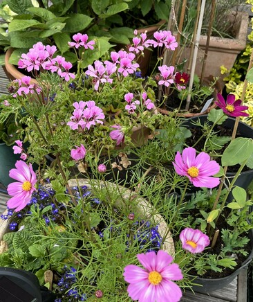 Flowers on our patio. Main part of the picture is filled with a flourishing pink pelargonium with many blooms. In the foreground are several pink cosmos blossoms growing in a pot also containing a deep blue lobelia. Green foliage all around and a couple of burgundy red cosmos flowers about midway up on the right