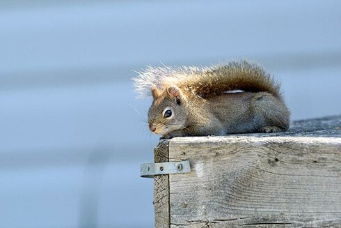 The head of the squirrel is in the middle of the photo.
The squirrel is laying on the railing of a deck and facing to the right.