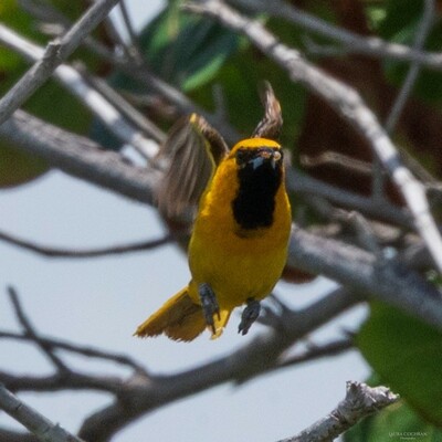 A female Orange Oriole, on takeoff.