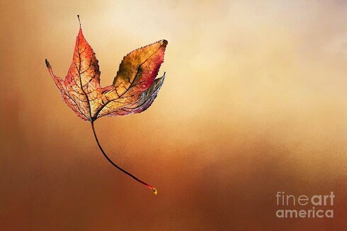 **ACHIEVED 1ST PLACE IN FAA CONTEST - "Small Autumn In Australia" In Australia in Pictures Group, July 2025

**ACHIEVED 2ND PLACE (2 WAY TIE) IN FAA CONTEST ' The Falling Contest" June 2021

**ACHIEVED 2ND PLACE IN FAA CONTEST - "L Is for Lone" July 2015

A minimalistic image of an Autumn liquid amber leaf falling from the tree in my front garden, Sydney north, NSW, Australia. This leaf has lots of character and texture with varying shades of Autumn colors, also with an added texture overlay of autumn colors.

I would like to give credit to Jai Johnson for the wonderful texture overlay. For more of her beautiful textures, please visit > http://www.jaiart.com/thedailytexture

THE FINE ART AMERICA LOGO WILL NOT APPEAR ON PURCHASED PRINTS OR PRODUCTS.