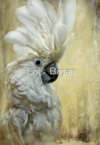 Big (but late!) thanks to my June 2 #RedBubble client from Ohio US for their purchase of a throw pillow of "Glamour Girl."  Enjoy!

https://www.redbubble.com/shop/ap/8710136

#art #giftideas #birds #nature #cockatoo #throwpillows #NotAt #LoisBryan