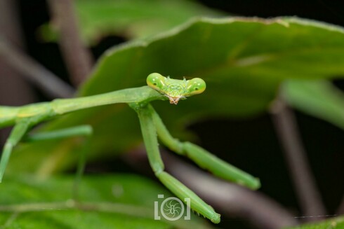 Young green mantis, looking straight at you, little black false pupils visible