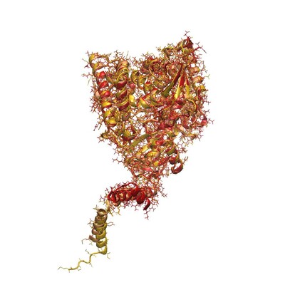 Three-dimensional shape of the yeast enzyme Erg11, generated by AlphaFold2. Erg11 is inhibited by azoles, a specific class of antifungal drugs. If Erg11 changes, the fungus can develop a tolerance to the drugs. The image depicts a tangle of a broad “thread” colored golden yellow and reddish, which runs spirally in many places. Small chemical structures consisting of interconnected rods rest on the backbone of the thread. The overall structure appears complex. © Charité | Markus Ralser