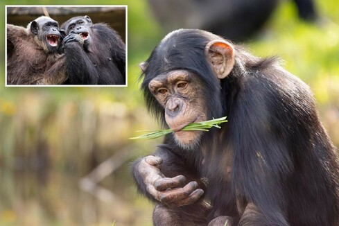 Chimpanzees engage in cheeky trendsetting behavior