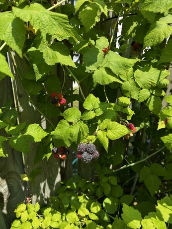 A close up of a cluster of raspberries. Those in front are black and those behind are red.
