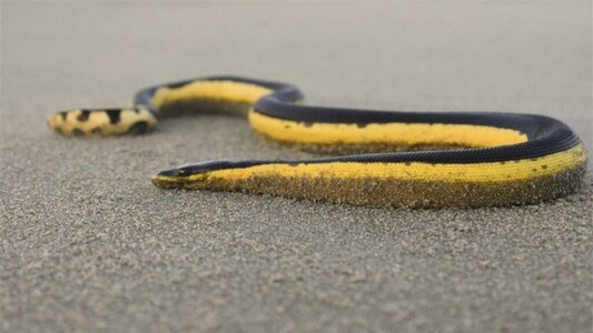 Deadly yellow-bellied sea snake washes up on Whangamatā beach, Coromandel