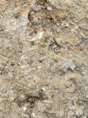 A large slab of creamy beige limestone full of fossil molluscs