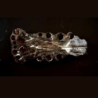 Pictured: upper snout of Terminonaris robusta. Contrary to the internet these days, Minnesota does have fossiliferous Cretaceous formations - and yes, even dinosaurs. The major formations, the Windrow in southern Minnesota and the Coleraine in northern Minnesota, are indeed present, though mostly buried well beneath the surface. But iron mining on Minnesota’s Mesabi Range has done some digging for us.
