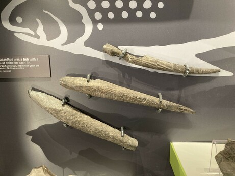 Three fossil spines, one mounted in the position of a fin on an illustration of a fish.