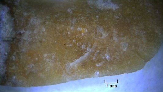 Light honey-colored lithic material with tiny marine fossils.