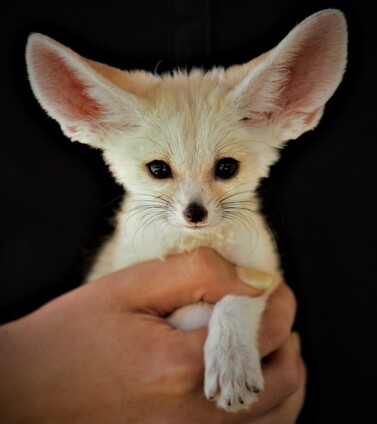 Close-up of a fennec fox pup being gently held by a hand. The fox's large ears and soft fur stand out vividly against a dark background. Its expression is calm and curious.