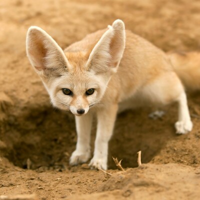 Fennec fox standing alertly on sandy terrain, facing forward. Its large ears are prominent, and its fur is a light sandy color, blending with the desert background.