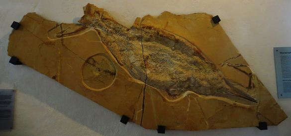 Specimen with impressions of blubber in Jura-Museum Eichstätt