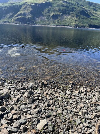 A collie swims after his frisbee at Haweswater