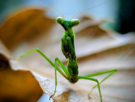 Green praying mantis looking at the camera while standing on a brown leaf.