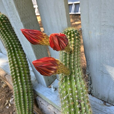 The top of the Flying Saucer cactus, a green column covered in clusters of pale spikes. Three flower buds have grown extended stalks. The buds are a large teardrop shape of overlapping closed petals in a rich crimson red.