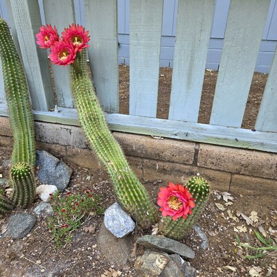 The Flying Saucer cactus is a long green column covered in clusters of pale spikes. It leans far over to rest against a wooden picket fence. At its base is a baby cactus, and the left is a second such cactus with babies at its feet. At the top of cactus, three flowers are opening in a tight grouping, and a single flower is opening near the top of the baby cactus. The flowers are a rich magenta-red with yellow pistils in the center.