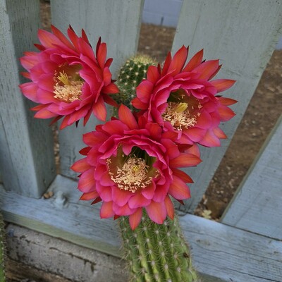 At the top of the Flying Saucer cactus, three flowers are opening in a tight grouping, and a single flower is opening near the top of the baby cactus. The flowers are a rich magenta-red shading to a deep right pink at the edges with yellow pistils in the center.