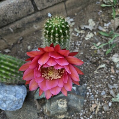 At the top of the baby Flying Saucer cactus, a single flower is opening. The flower is a rich magenta-red shading to a deep right pink at the edges with yellow pistils in the center.