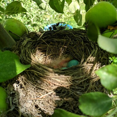 A photo of an American robin nest that has blue eggs and a fuzzy little bird that recently hatched in it. The nest was built without mud which isn't common for these birds.