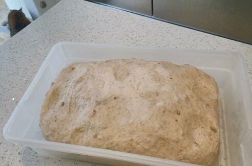 Looking inside, the lump of multigrain dough fills much of the volume. 

Oh hey, there's a cat in the corner of the shot, having a drink in the background. That's Julia.