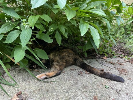 Lefty’s tail and little feet sticking out of a bush.