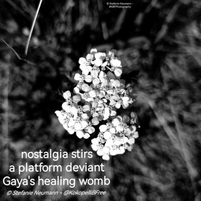 A black-and-white close-up of an umbel of tiny, white Yarrow flowers. Additionally a haiku in white letters. Text:

nostalgia stirs
a platform deviant
Gaya's healing womb

© Stefanie Neumann - @KokopelliBFree