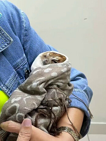 Couchie is swaddled in the scarf, on his back and in the crook of a denim-sleeved elbow belonging to rehabilitator Ileana Cotes at Refugio de "Jason" in Panama.