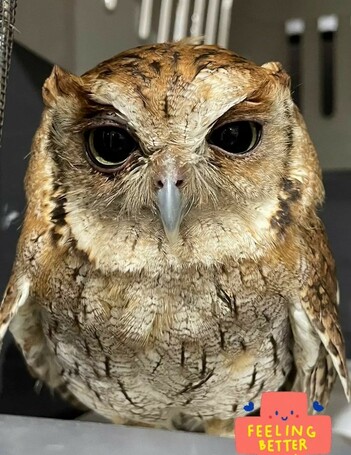 Couchie's health has improved and he is back to normal. His greenish grey eyes are open and alert.