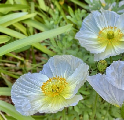 White flowers