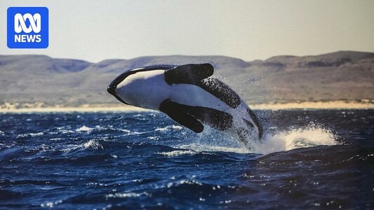 Researchers map key north-south divide in Australia's orca population