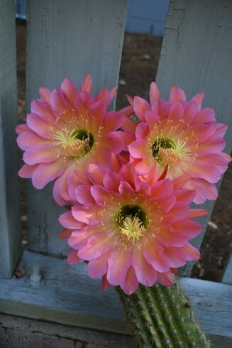 Three Flying Saucer cactus flowers fully opened at the top of the spikey green column of the cactus. The flowers are in a triangular cluster, two at the top, one at the bottom. The petals are rich, vibrant magenta-pink with yellow pistils at the center.