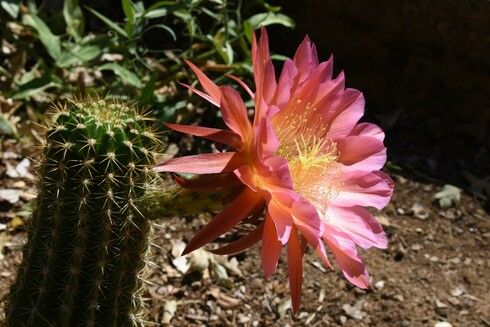 A single Flying Saucer cactus flower fully opened at the top of the spikey green column of the cactus. The flower is seen in profile, showing the long stalk that connects it to the cactus. The petals are rich, vibrant magenta-pink with yellow pistils at the center.