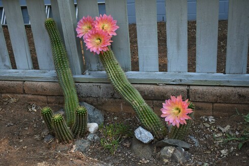 A wide view of both Flying Saucer cactus plants and their babies. The cactus on the right has three Flying Saucer cactus flowers fully opened at the top of the spikey green column of the cactus. The flowers are in a triangular cluster, two at the top, one at the bottom. The petals are rich, vibrant magenta-pink with yellow pistils at the center. The baby cactus has one gorgeous flower of the same colors.