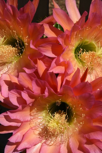 Two of the Flying Saucer cactus flowers fully opened at the top of the spikey green column of the cactus. The flowers are in a triangular cluster, two at the top, one at the bottom. The petals are rich, vibrant magenta-pink with yellow pistils at the center.