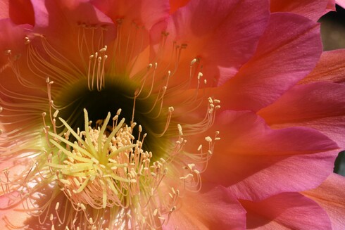 An extreme close-up of one Flying Saucer cactus flower. The petals are rich, vibrant magenta-pink with yellow pistils at the center.