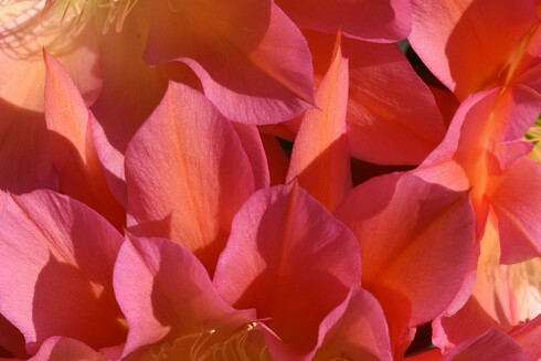 An extreme close-up of the overlapped petals of the cluster of fully opened Flying Saucer cactus flowers showing the vibrant colors that range from magenta-pink to hints of orange.
